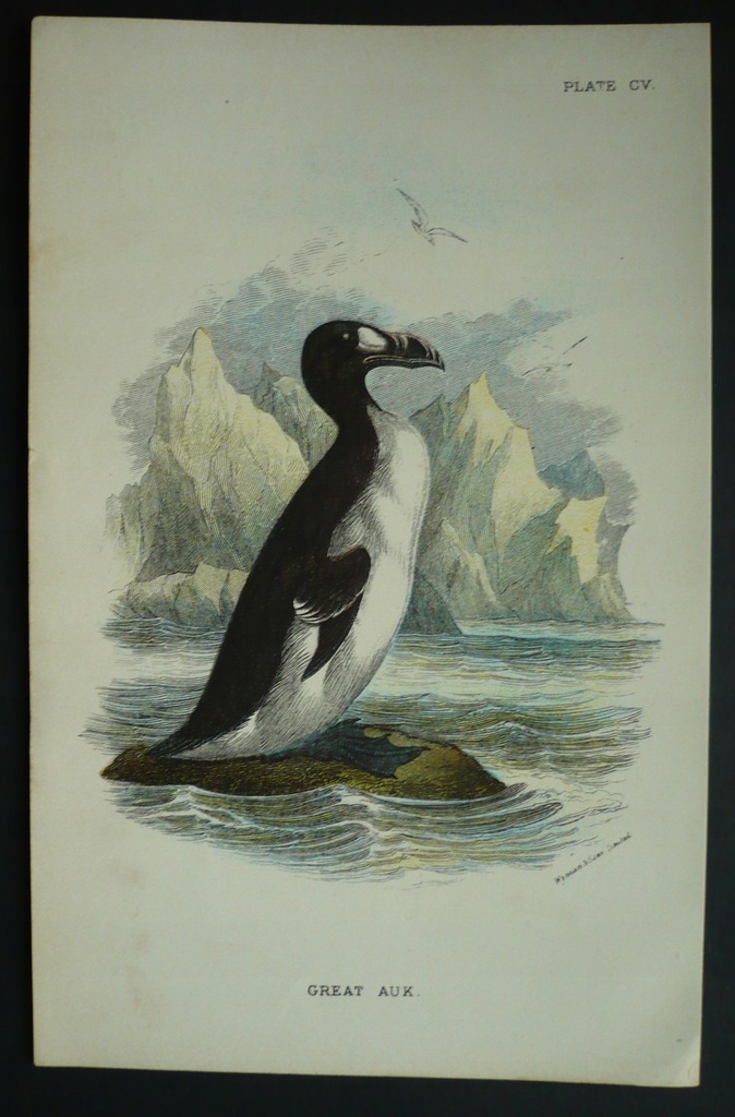 alka olbrzymia, oryg. 1878