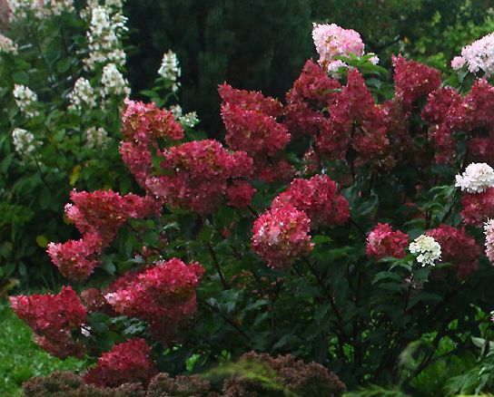 Hortensja bukietowa ,Wim’s Red''