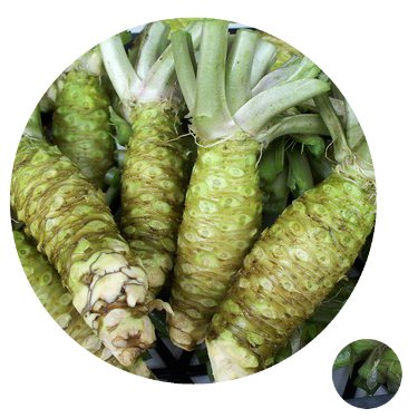 30# nasiona WASABI ostre jak chili chrzan japoński