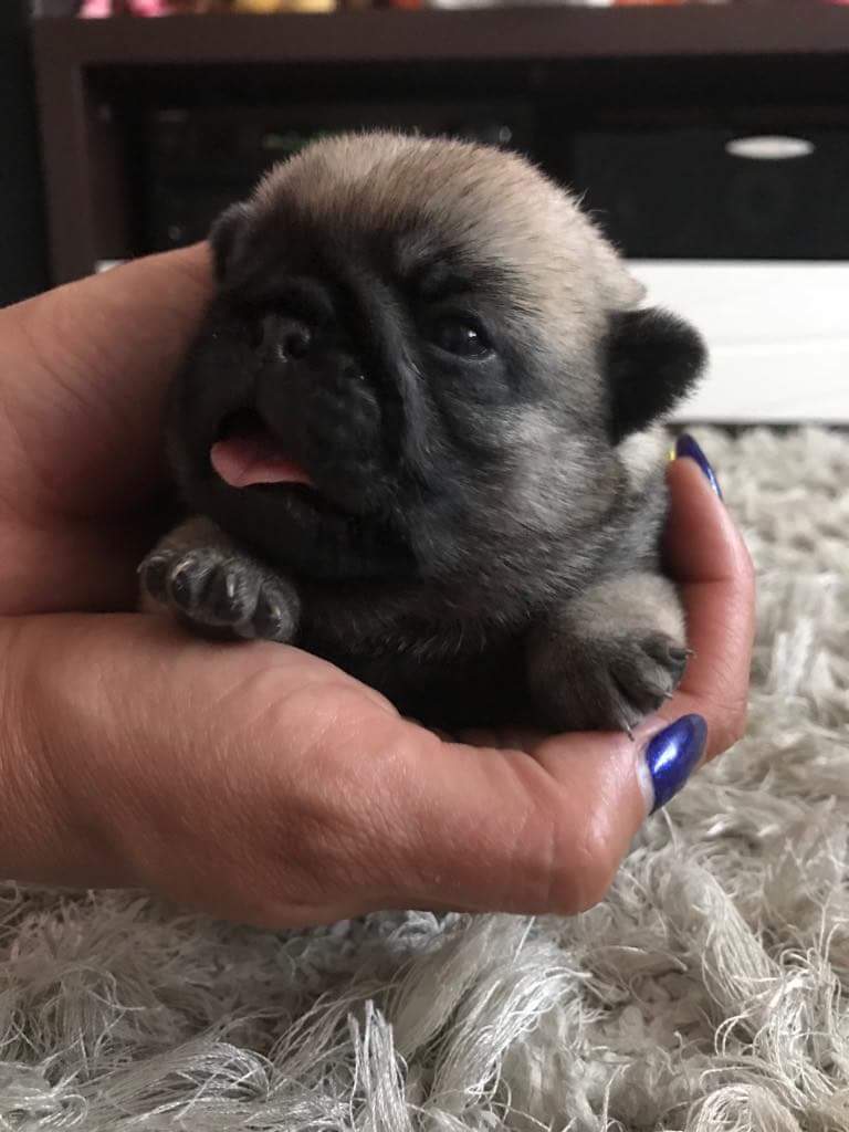 Mops, Mopsy, PUG szczeniaki z rodowodem ZKwP FCI 7354654769