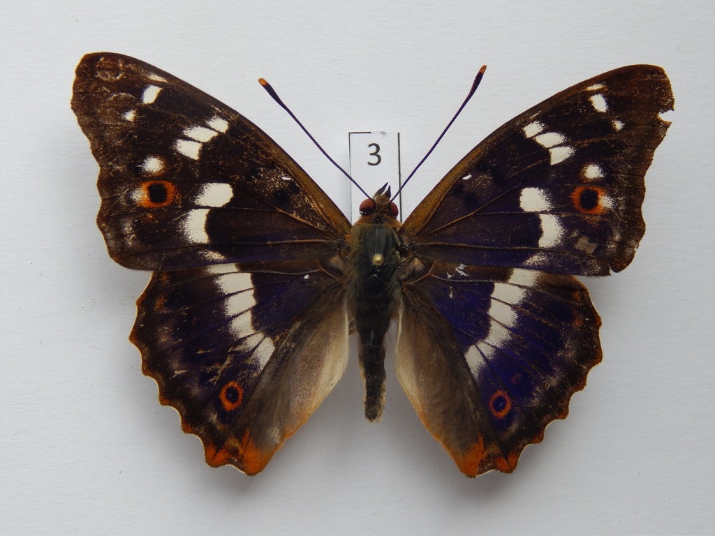 Mieniak strużnik (Apatura ilia)3