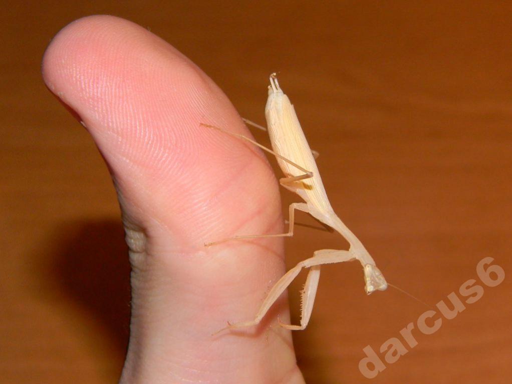 Mini modliszka Miomantis paykullii L1/2 GWARANCJA!