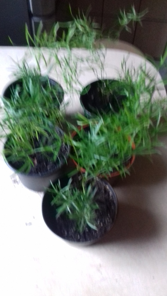 ASPARAGUSY  OZDOBNE IGIEŁKOWE  ŚREDNIE