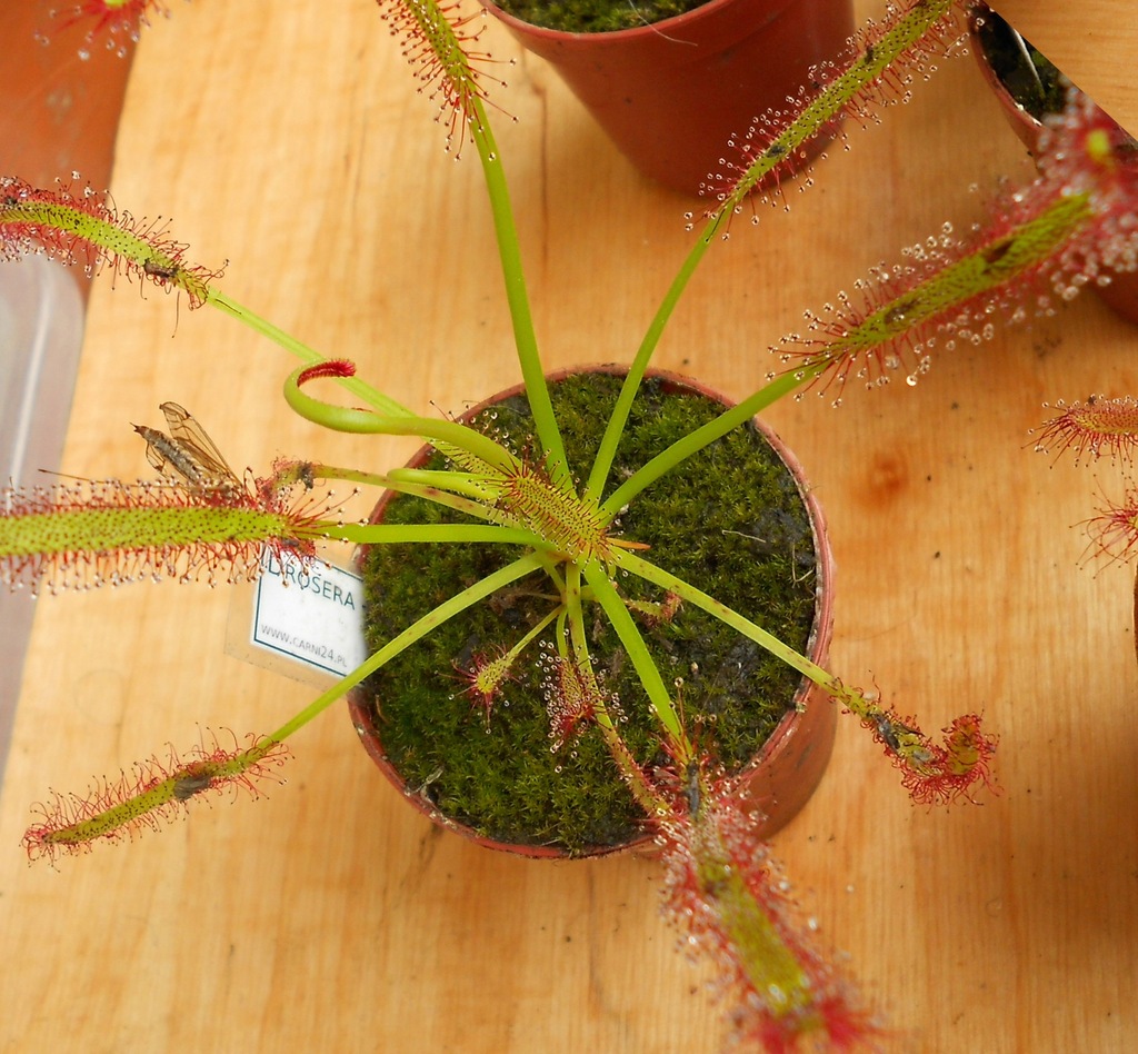 NASIONA [25] - Drosera capensis (Giant)