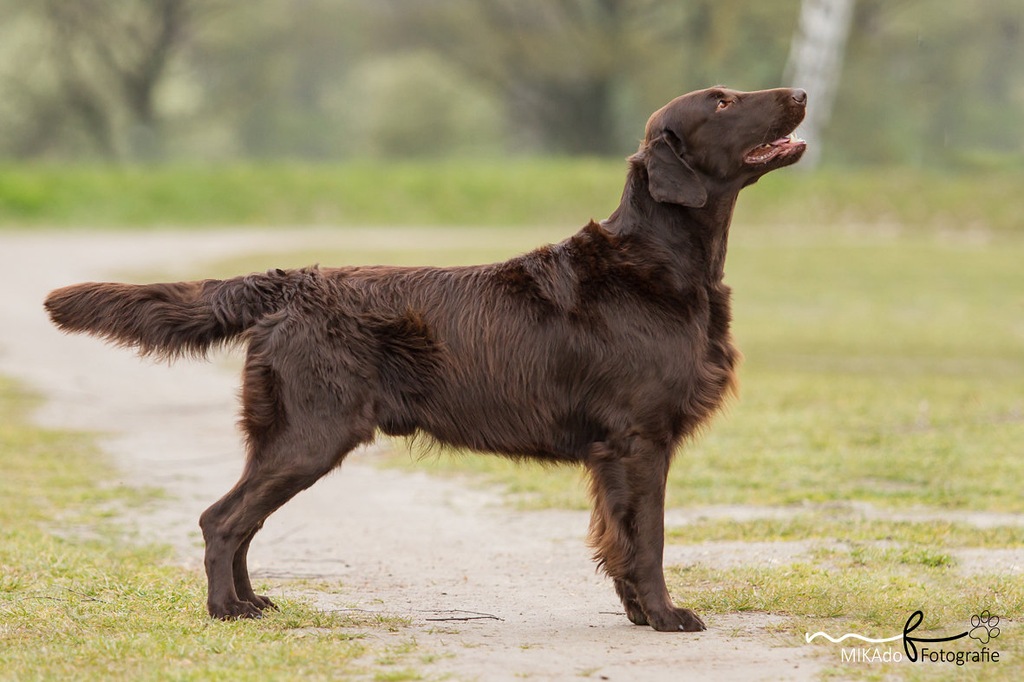 SZCZENIĘTA  FLAT COATED RETRIEVER