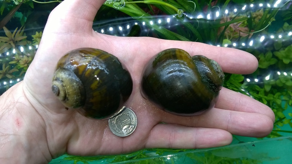 ŚLIMAK GIGANT DO AKWARIUM POMACEA SP. - EKH WAWA