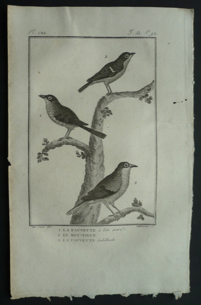 ptak pokrzewka kapturka, oryg. 1788