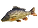 Гигантский полноразмерный карп (cyprinus carpio) 100 см.