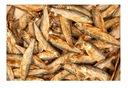 STYNKA SUSZONA 160G CAŁA DUŻA ŻÓŁW PŁAZ RAK GAD