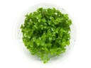 Bacopa Caroliniana KAROLIŃSKA чашка 10см in vitro