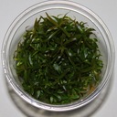 Ludwigia brevipes- In vitro- w żelu- akwa_fan