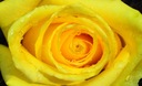 Vliesová fototapeta 254x184 Šiška svetložltej ruže +lepidlo Farebná škála odtiene žltej a zlatej