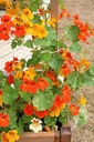 Nasturtium Väčší MIX - Semená 5g, Pestovateľská Rastlina s Jedlými Kvetmi Kód výrobcu TONASWI5G