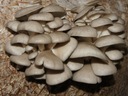 Balík Se Substrátem 15 kg HLÍVA ÚSTŘIČNÁ Váha 15000 g