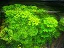 LIMNOPHILA SESSILIFLORA hodowla akwa_fan