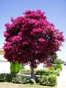 Lagestroema - najdłużej kwitnące drzewo 120 dni.