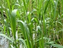 Тростник обыкновенный (Phragmites) Саженцы 50 шт!