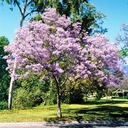 Paulownia purpurowa - carskie drzewko szczęścia.