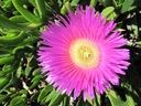 СВИНЬЯ ЛИЦА - Carpobrotus edulis - СЕМЕНА