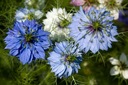 ČIERNA RASCA NIGELLA SATIVA 0,5 GRAMU SEMIEN Odroda Czarnuszka siewna (Nigella sativa)