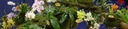 Doniczka przeźroczysta bezbarwna uprawa storczyka orchidei 13cm 2szt. - NL Długość 13.1 cm