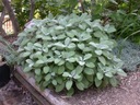 ŠALVIA LEKÁRSKA (SALVIA OFFICINALIS) - 70 SEMIEN Druh rastliny šalvia