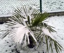 Mrazuvzdorná palma do - 20 C Hrubý štrk Fortunny pre záhradu semená veľkosť topánok tety Klotky 1 ks