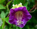 KOBEA POPÍNAVÁ FIALOVÁ (COBAEA SCANDENS) 6 SEMIEN Značka Toraf