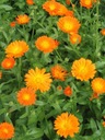 1000 semien NECHTÍKA LEKÁRSKEHO (CALENDULA OFFICINALIS) 50 SEMIEN Latinský názov calendula officinalis