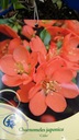 Chaenomeles japonica 'Cido' - Pigwowiec japoński Roślina w postaci sadzonka w pojemniku 1-2l