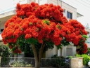 1000 semien NA BONSAI OHŇOVÝ STROM - DELONIX REGIA NA BONSAI 3 SEMENÁ Odroda Płomień Afryki (Delonix Regia)