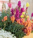 LEVÍ TRPASLÍK (ANTIRRHINUM MAJUS NANUM) MIX FARIEB 500 SEMIEN Latinský názov antirrhinum majus