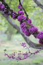 JUDÁŠOVEC VÝCHODNÝ - JEDLÉ KVETY - 20 SEMIEN Farba kvetu fialová ružová