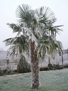 Mrazuvzdorná palma do - 20 C Drsník Fortunny pre záhradu semená Odroda Palma Mrozoodporna – Szorstkowiec Fortunnego (Trachycarpus Fortunei)