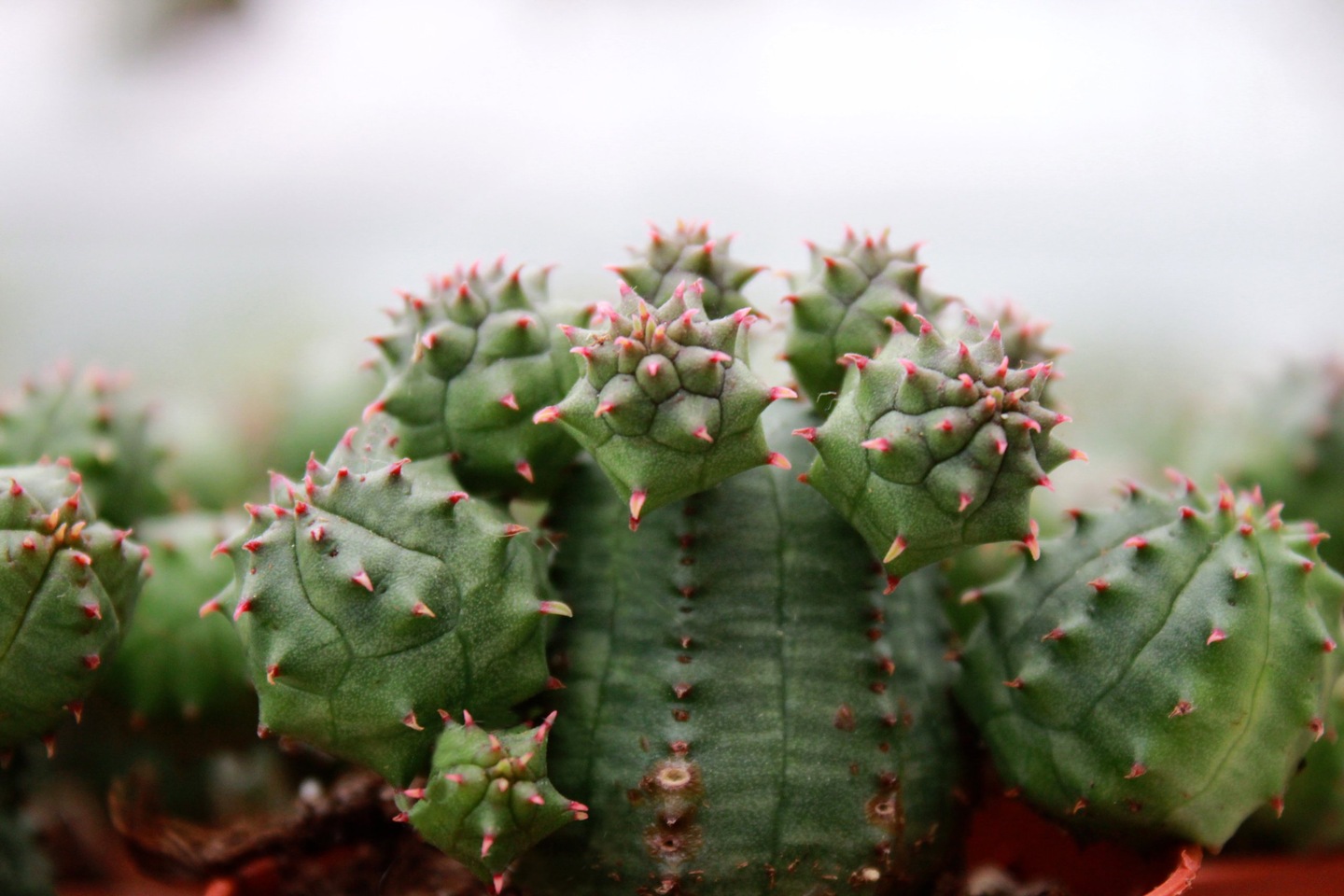 Euphorbia pseudoglobosa