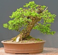 1000 semien NA BONSAI LAGERSTROEMIA INDICA MIX FARIEB - SEMENÁ 20 kusov