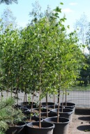 BRZOZA BRODAWKOWATA 'Betula Pendula' 300cm WYS. !!