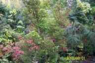 klon palmowy ekranowy okaz 18 letni szczepiony japoński inny