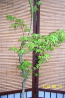 Klon japoński 12 letni szczepiony flaming inny