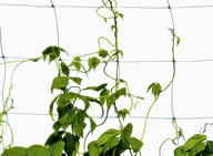 Pergola tworzywo sztuczne Plantina krata 200 cm