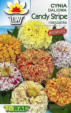 DALI ZINNIA CANDY STRIPE МИКС