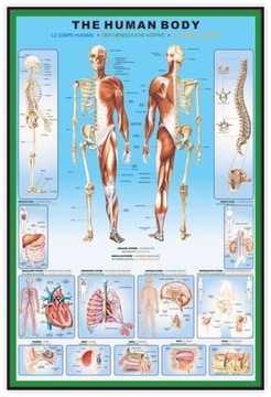 Анатомия строения человеческого тела - постер 61х91,5