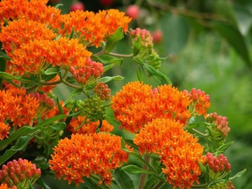 Семена TUBEROSA TUBEROUS MEDICINE