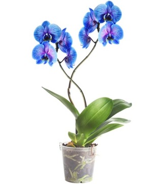 КОНДИЦИОНЕР ДЛЯ ОРХИДЕИ DUO ORCHID STRONG 24 AGRECOL