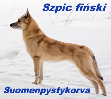 Фарфоровая статуэтка собаки Suomenpystykorva DOG