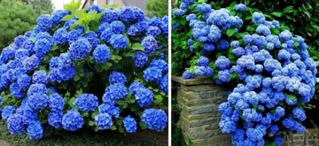 NIKKO BLUE HYDRENSE, САМЫЙ СТОЙКИЙ СИНИЙ