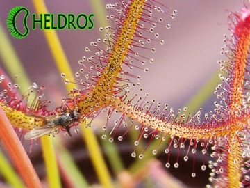 Росянка БИНАТА Drosera - 25Х - от селекционера ЭКСТРА