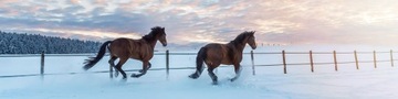 Мужской кожаный кошелек Wild Horse, черный футляр