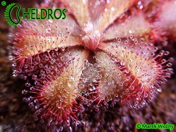 Росянка ALICIAE Drosera - 50X - от заводчика СУПЕР