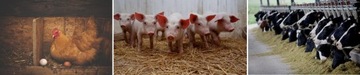Bydło Trzoda Drób Probiotyk Odporność Zwierząt 10L